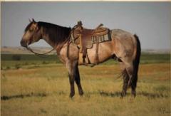 Sire